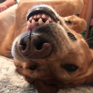 Meet your Posher, Riley